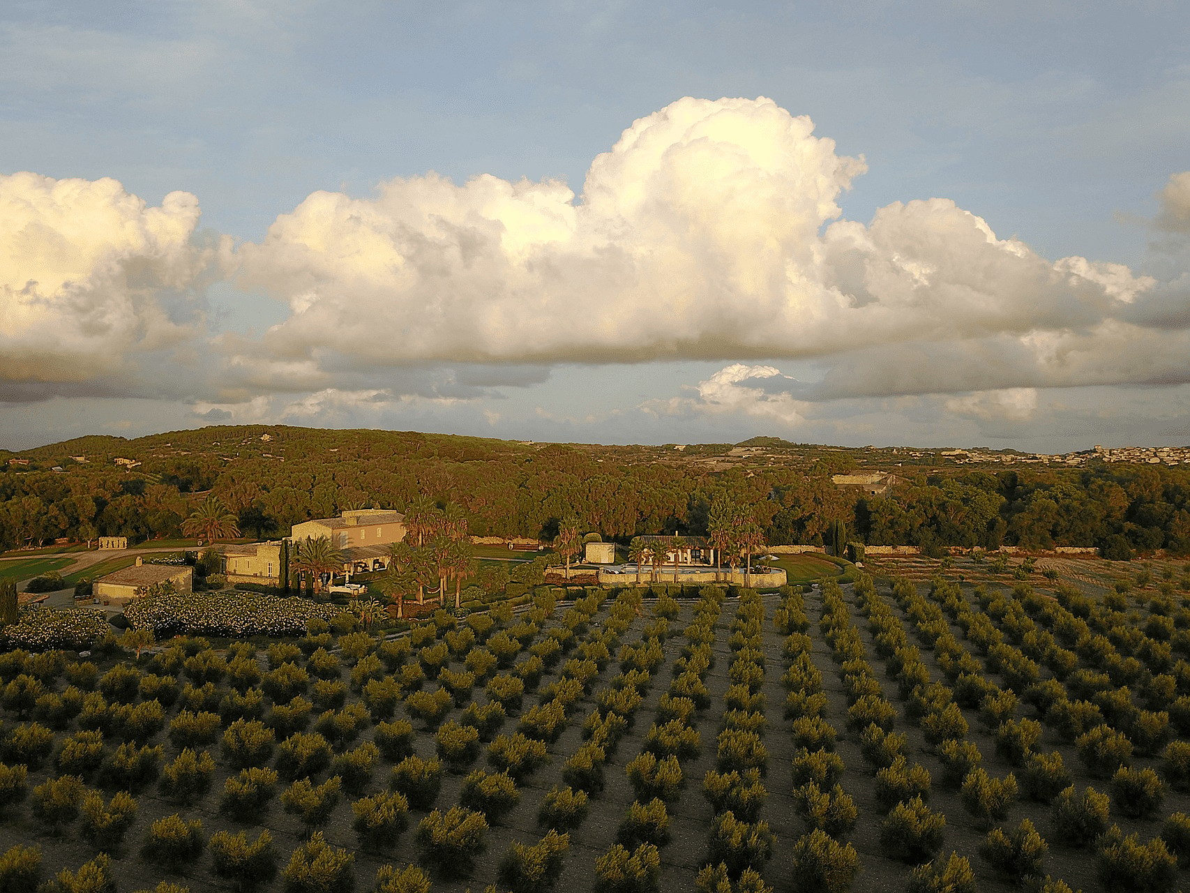 Aerial view of a sprawling olive grove in Algaida with a stone finca residence and distant rolling mountain hills.