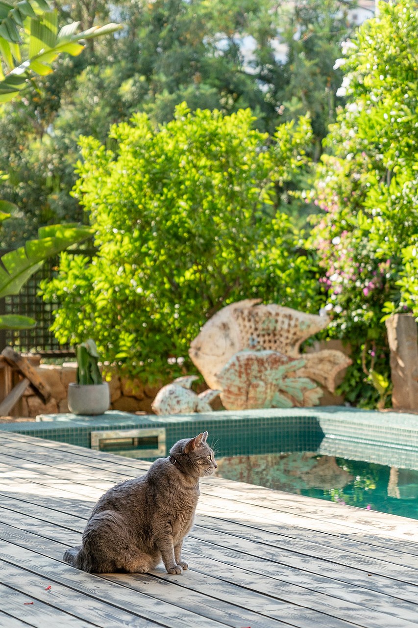 A grey tabby cat sits on a weathered wooden pool deck beside a tiled swimming pool and lush green garden foliage.