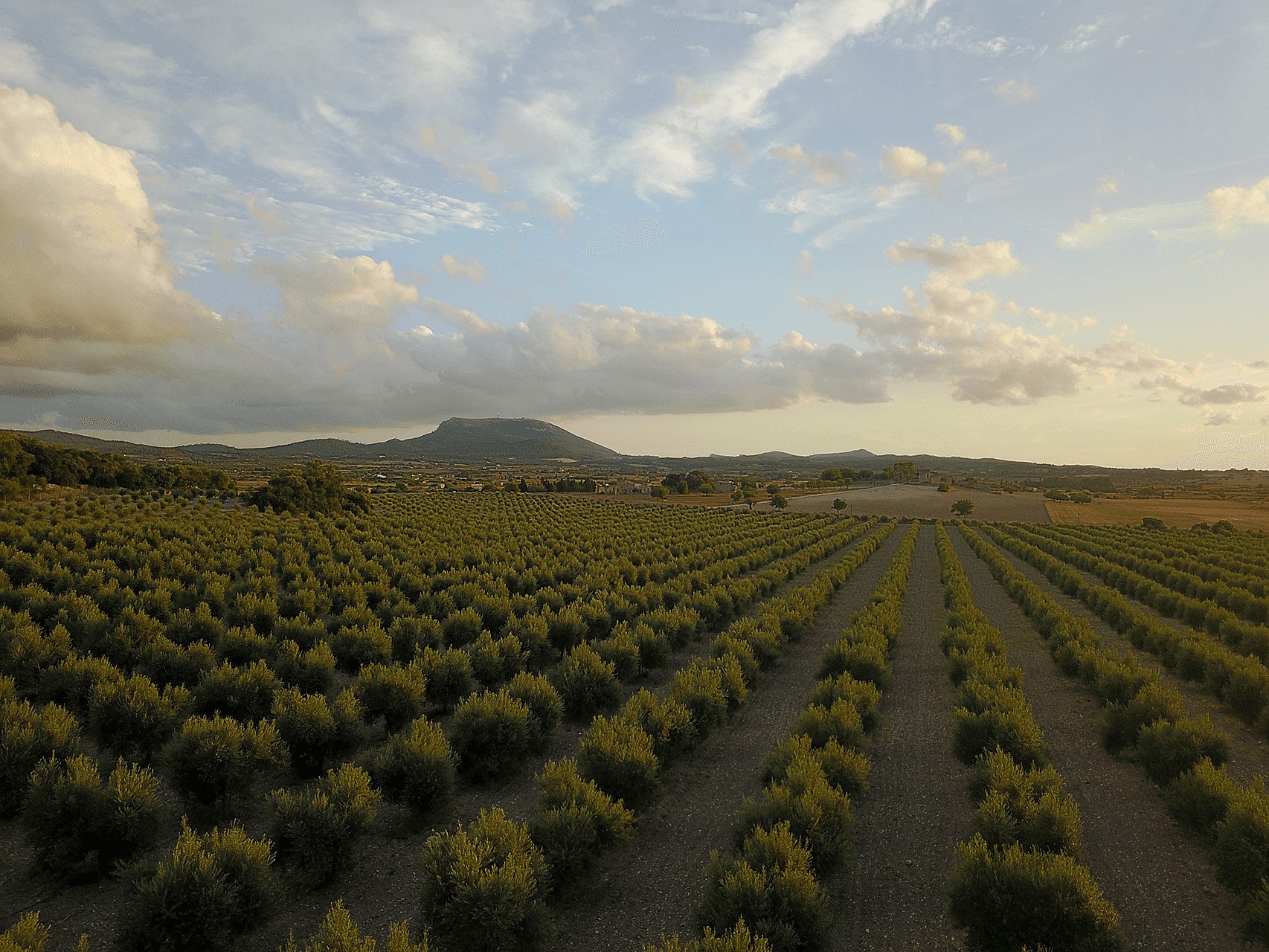 Aerial view of orderly rows of olive trees in an Algaida landscape with a distant mountain under a late afternoon sky.