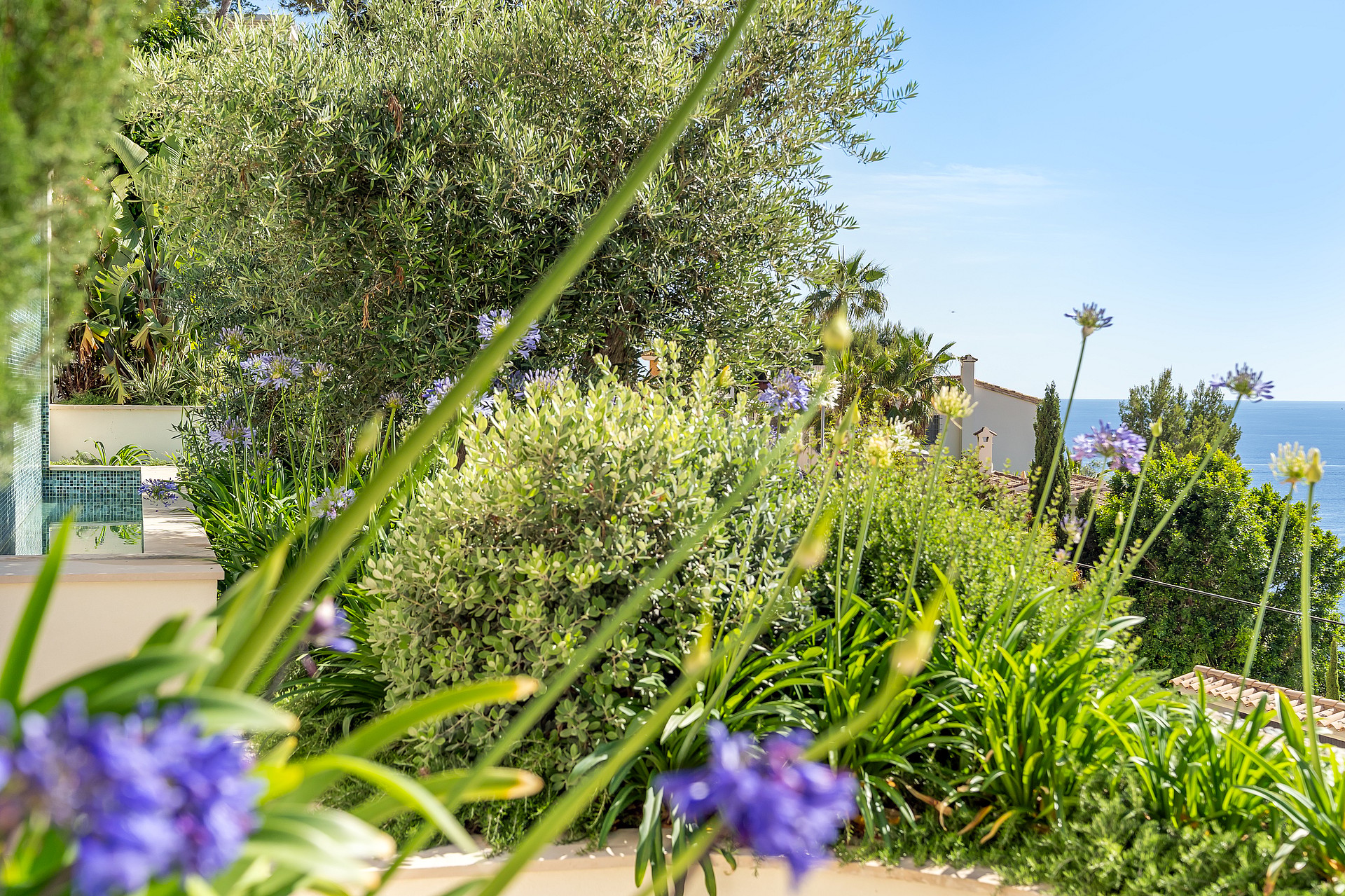 Lush garden featuring purple agapanthus and olive trees with a glimpse of the sea and a traditional house behind.