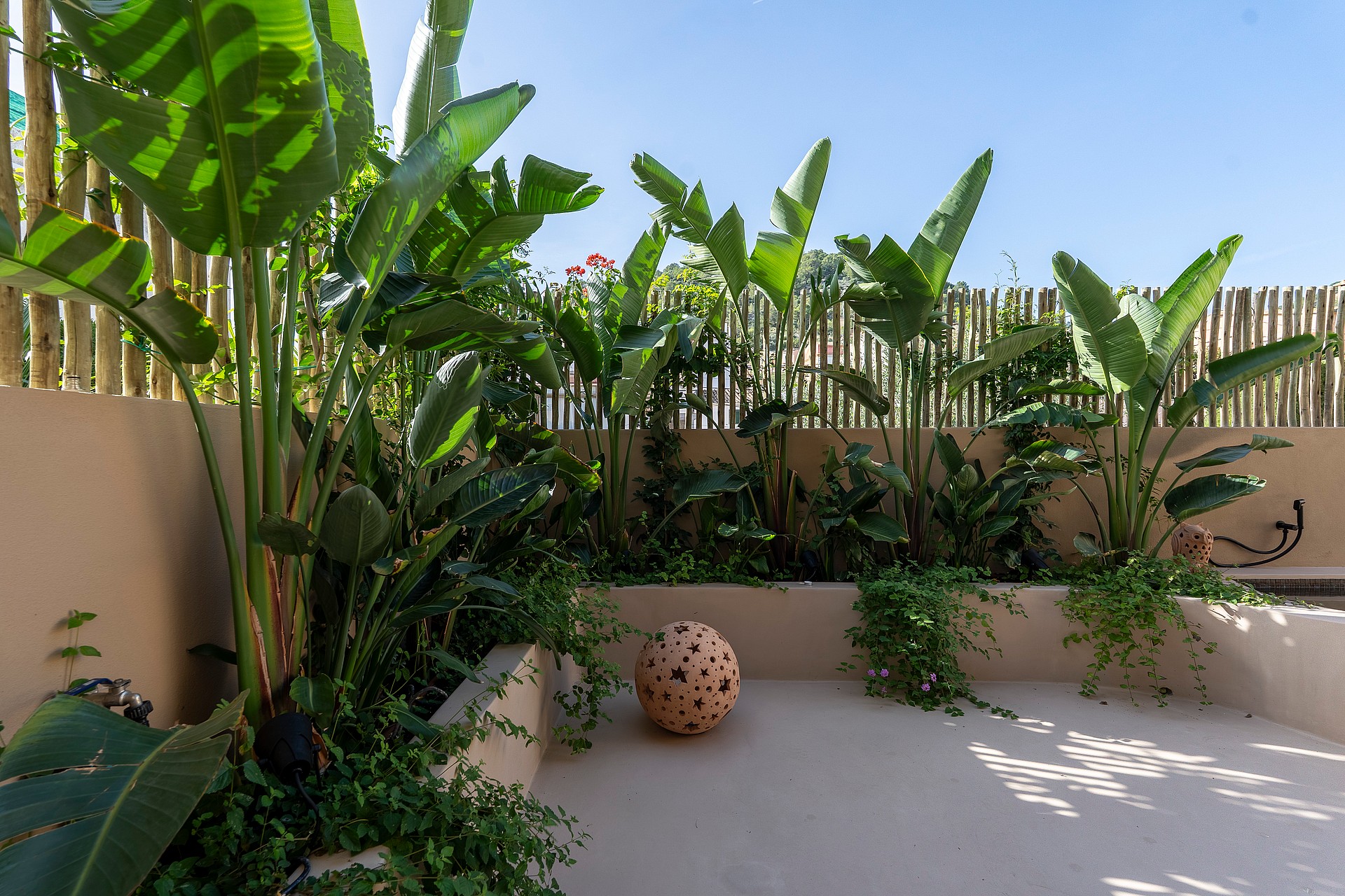 A small walled terrace with large bird of paradise plants, a light concrete floor, and a bamboo screen fence.
