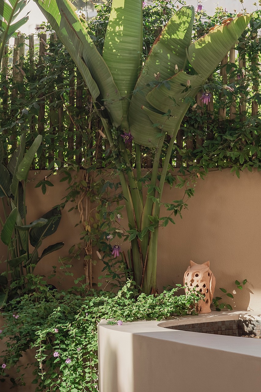 A small courtyard garden featuring a large banana plant, climbing bougainvillea against a stucco wall, and a clay lantern.