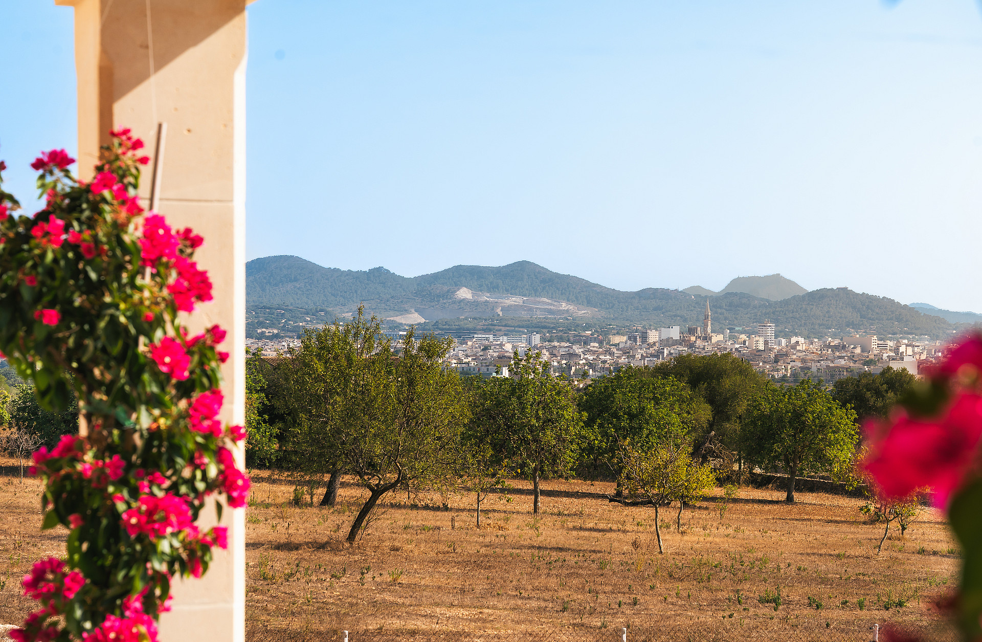 Vista desde la terraza pasando por una buganvilla hacia limoneros, el pueblo de Manacor y las montañas.