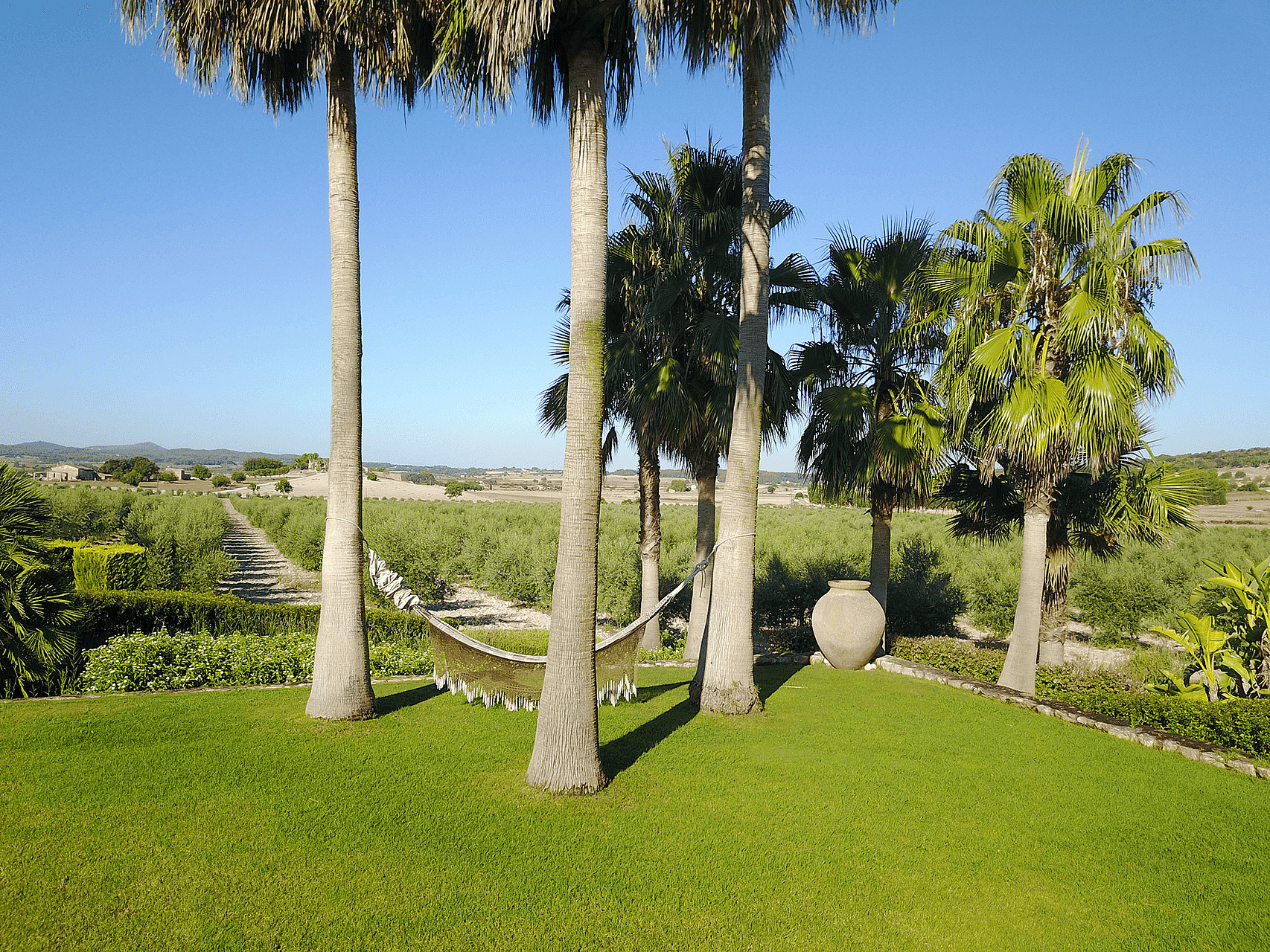 A green lawn with several tall palm trees and a hammock stretched between them, overlooking rows of trees under a clear sky.