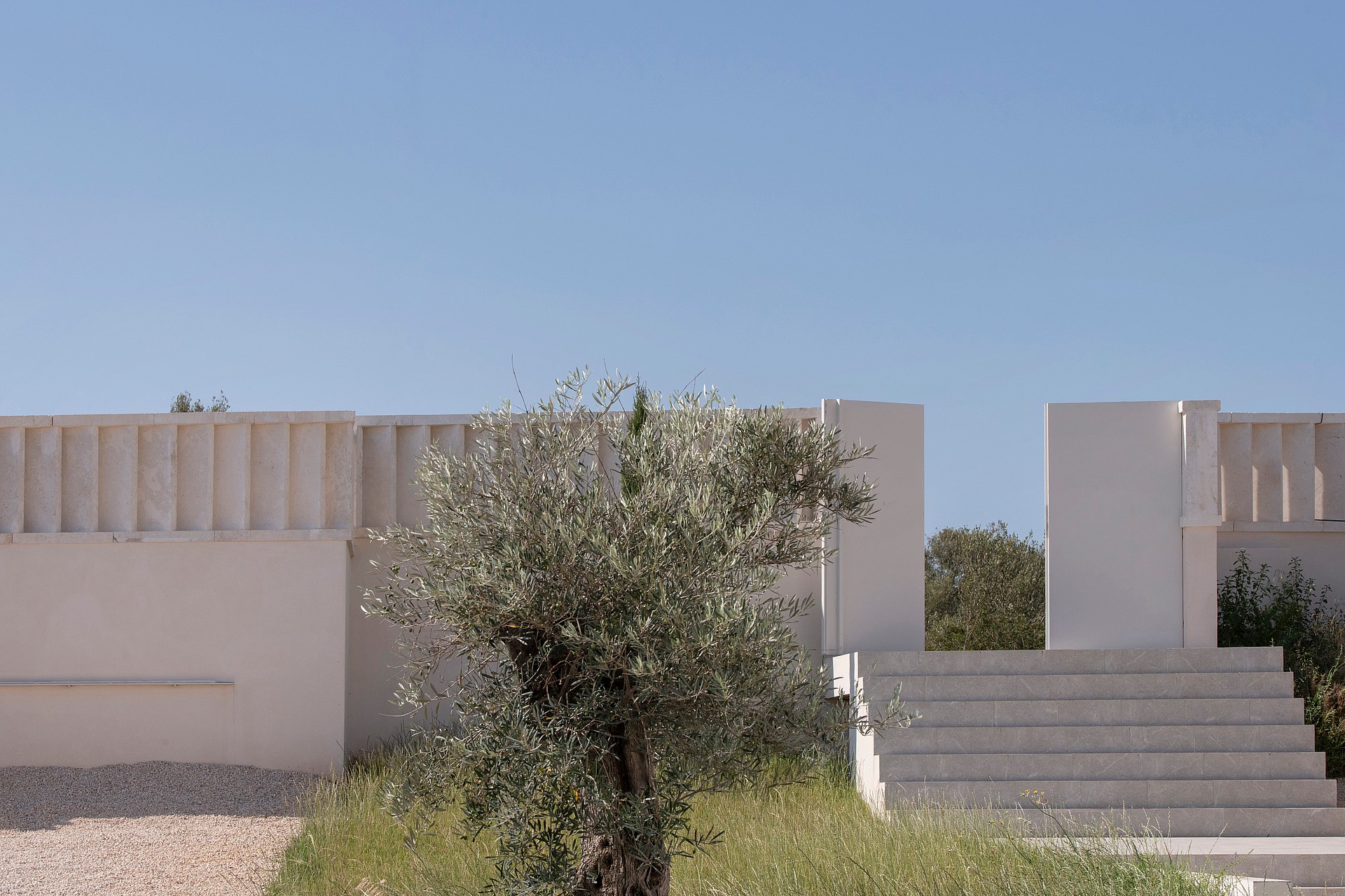 Wide stone steps lead to a white minimalist building entrance flanked by a mature olive tree under a clear sky.