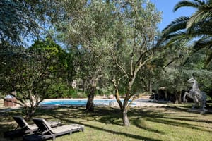 A rectangular swimming pool surrounded by mature olive trees, palm trees, and manicured lawns with two sun loungers in the foreground.