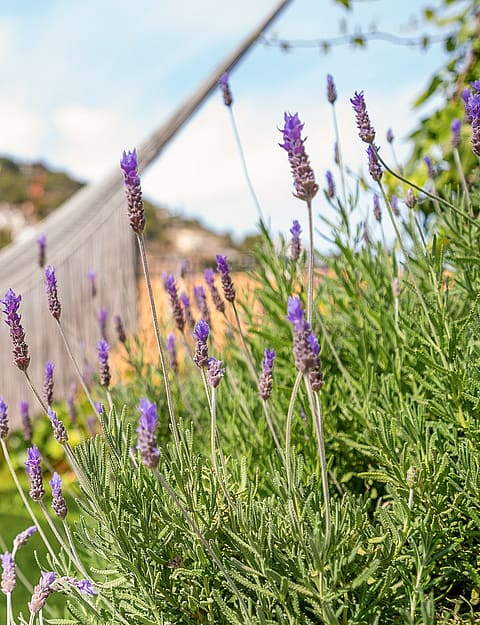 A white fringe hammock suspended in a garden, with blooming lavender in the foreground and a mountain hillside in the background.