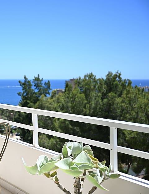 Panoramic view from rooftop terrace across Mediterranean pine canopy toward the Bay of Palma