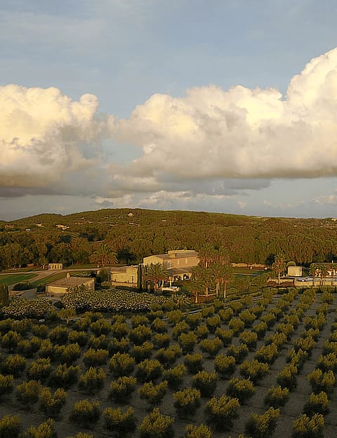 Aerial view of a sprawling olive grove in Algaida with a stone finca residence and distant rolling mountain hills.