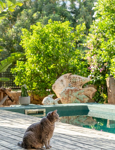 A grey tabby cat sits on a weathered wooden pool deck beside a tiled swimming pool and lush green garden foliage.