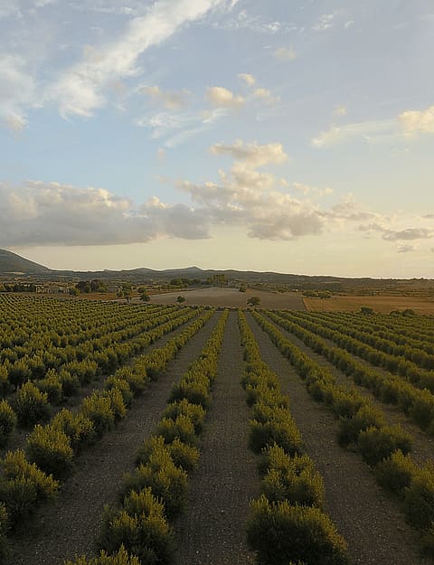 Aerial view of orderly rows of olive trees in an Algaida landscape with a distant mountain under a late afternoon sky.