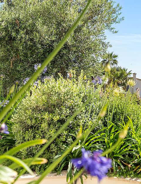 Lush garden featuring purple agapanthus and olive trees with a glimpse of the sea and a traditional house behind.