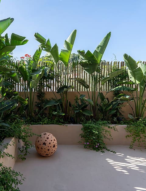 A small walled terrace with large bird of paradise plants, a light concrete floor, and a bamboo screen fence.