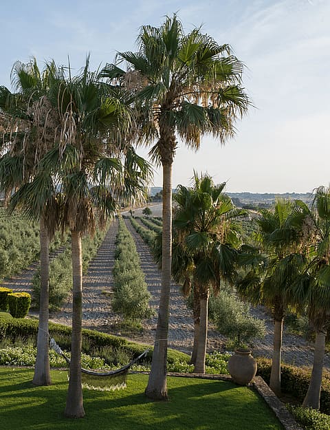A green lawn framed by palm trees leads to an olive grove with mountain views in the distance.