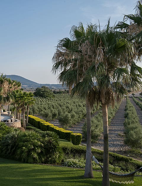 A rectangular swimming pool set within a landscaped garden, featuring palm trees and olive groves with mountain views in Algaida.
