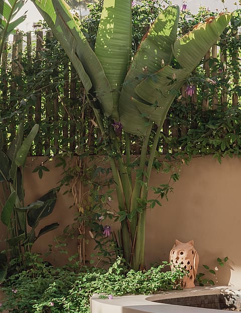 A small courtyard garden featuring a large banana plant, climbing bougainvillea against a stucco wall, and a clay lantern.