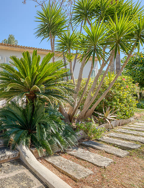 A wide stone staircase leads up to a wooden-framed entrance door under a terracotta-tiled porch, flanked by palm trees.