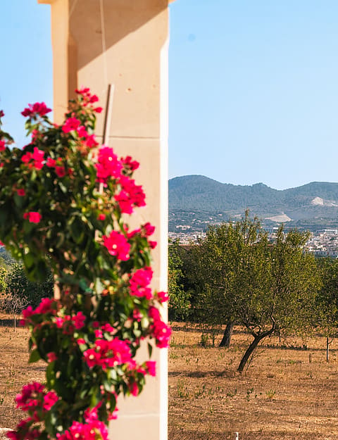 Vista desde la terraza pasando por una buganvilla hacia limoneros, el pueblo de Manacor y las montañas.