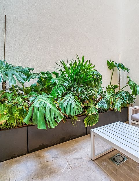 A small outdoor patio featuring a gray sofa, white coffee table, and large potted monstera plants against a beige wall.