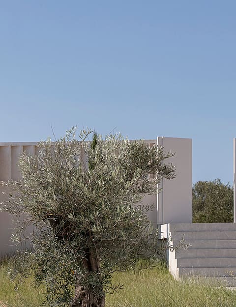 Wide stone steps lead to a white minimalist building entrance flanked by a mature olive tree under a clear sky.