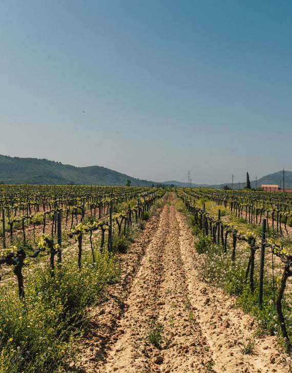 VINEYARDS