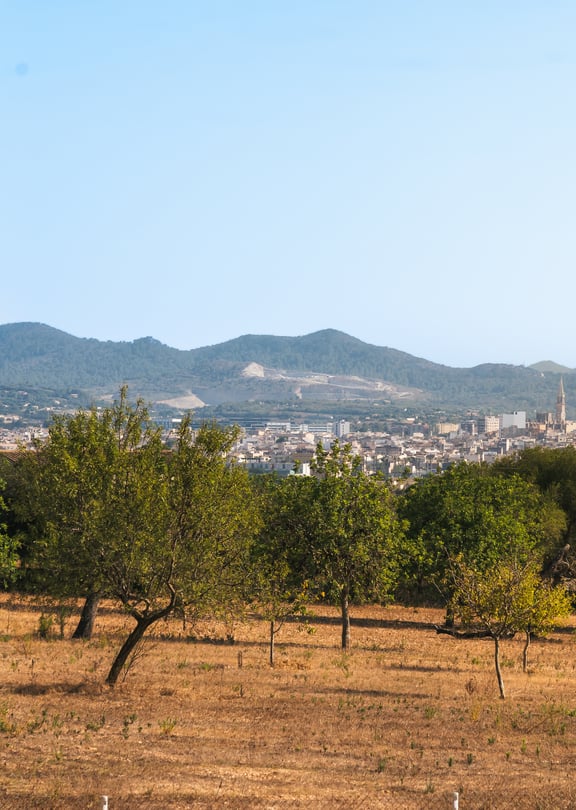 Vista desde la terraza pasando por una buganvilla hacia limoneros, el pueblo de Manacor y las montañas.