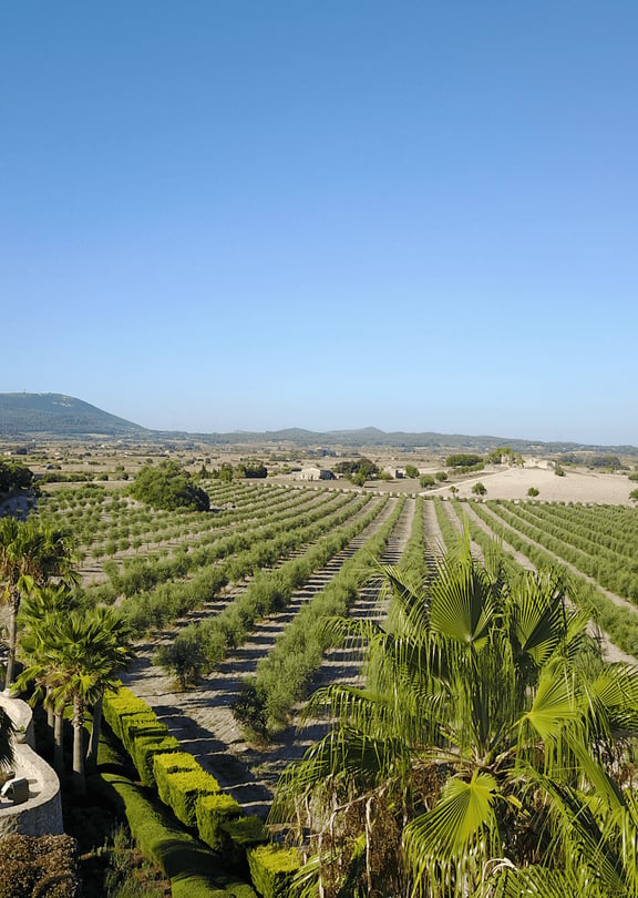 High angle shot of a Finca garden with a swimming pool and vast rows of olive trees stretching toward distant mountains.
