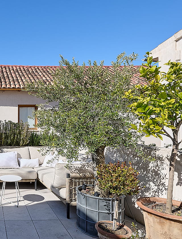 Private rooftop terrace with cream-coloured lounge seating, potted olive trees, Mediterranean planting, and panoramic views of Palma Cathedral