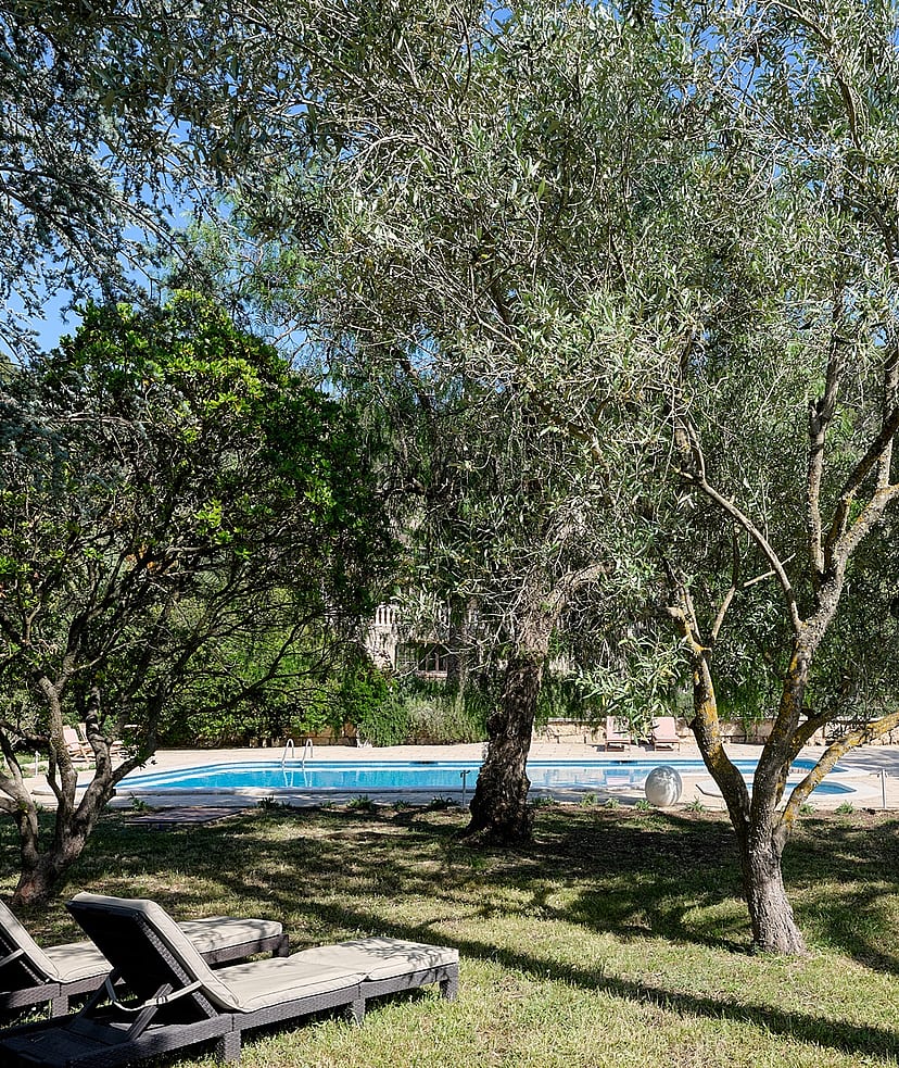 A rectangular swimming pool surrounded by mature olive trees, palm trees, and manicured lawns with two sun loungers in the foreground.