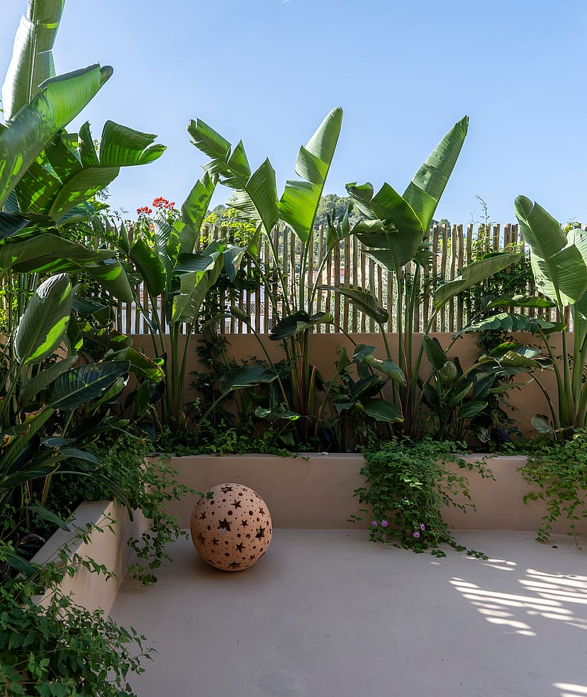 A small walled terrace with large bird of paradise plants, a light concrete floor, and a bamboo screen fence.