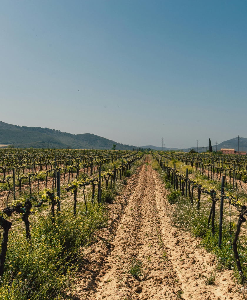 VINEYARDS