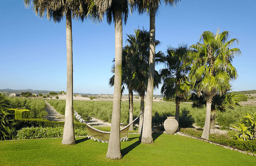A green lawn with several tall palm trees and a hammock stretched between them, overlooking rows of trees under a clear sky.