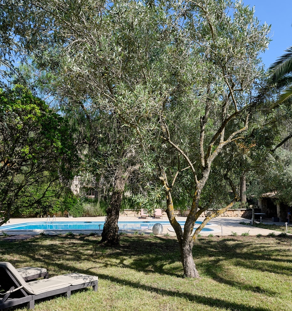 A rectangular swimming pool surrounded by mature olive trees, palm trees, and manicured lawns with two sun loungers in the foreground.